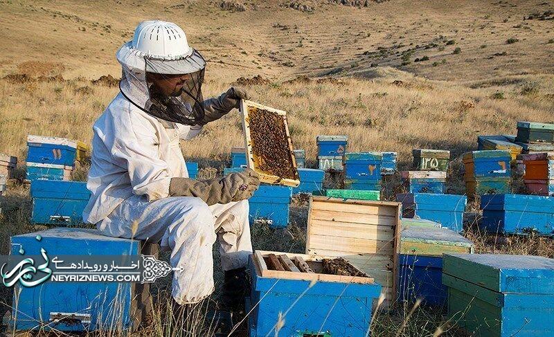 تولید 31 تن عسل در نیریز 50 زنبوردار در شهرستان نیریزفعالیت میکنند تولید 31 تن عسل در نیریز 50 زنبوردار در شهرستان نیریزفعالیت میکنند